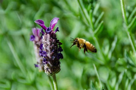the nchtr faoe|Understanding Nectar Flow — Texas BeeScape.